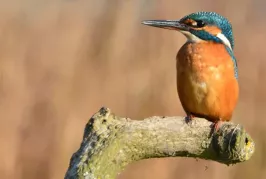 Kingfisher at the Montrose Basin Visitor Centre, Scotland