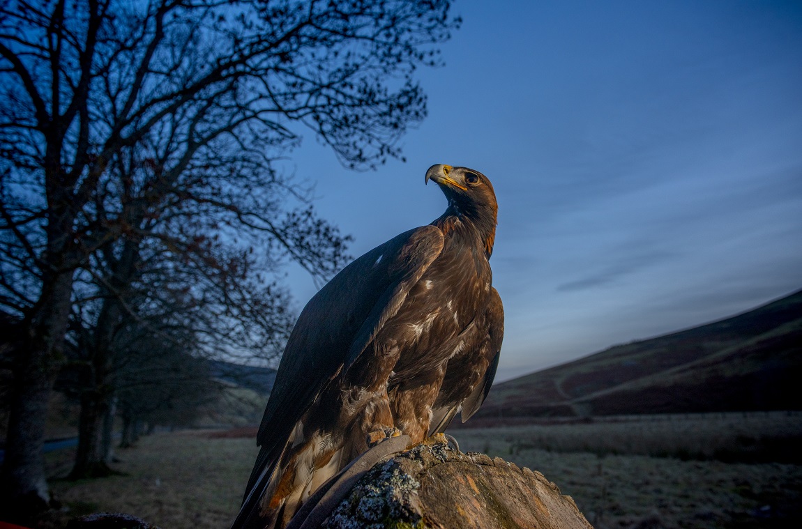 A Golden Eagle, with a tree in the background. 