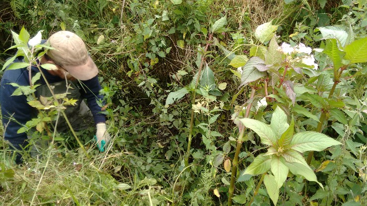 A person wearing a beige cap amongst foliage including Himalayan balsam