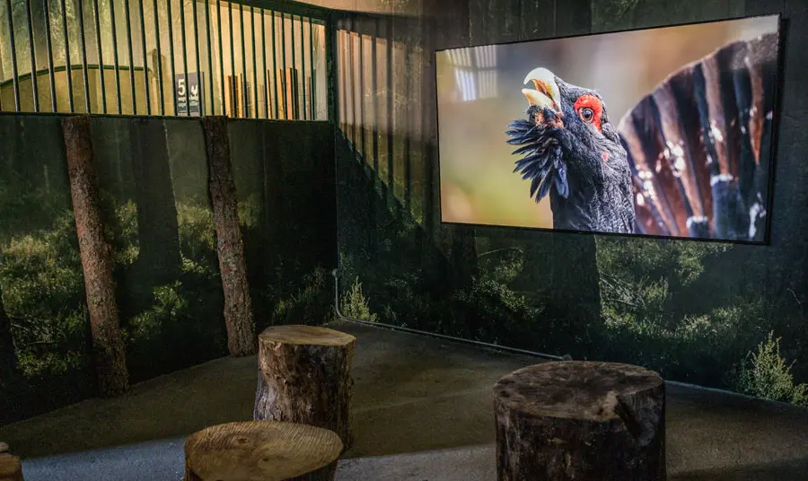 The exhibition space with a video showing a capercaillie