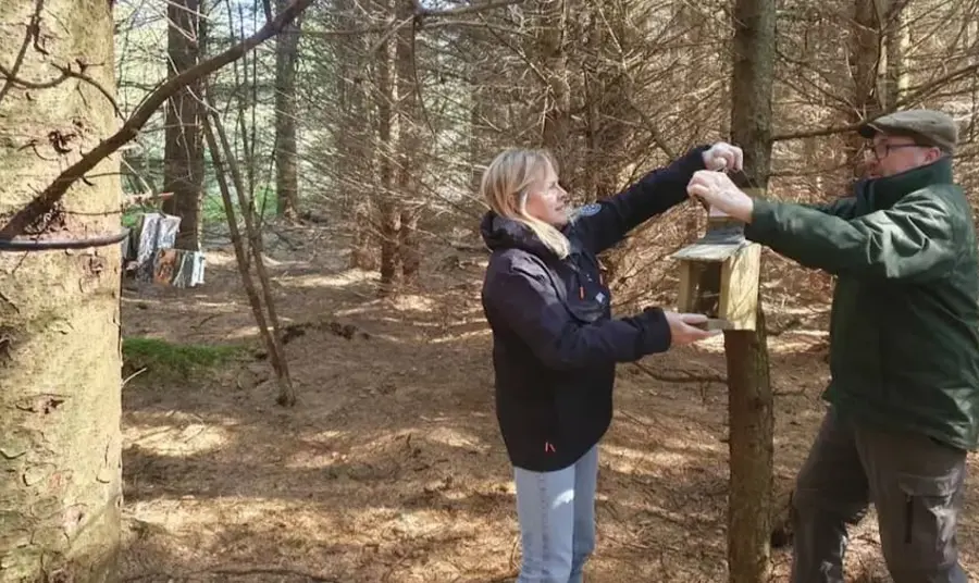 Two people in a woodland attaching a pine marten feeding box to a tree