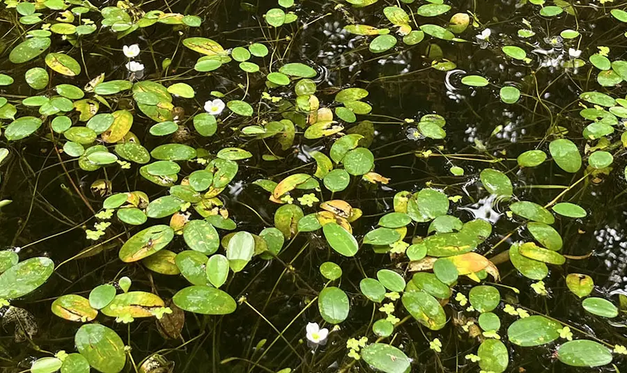 Rare Luronium plants in a canal, with small green leaves and white flowers floating on the water's surface