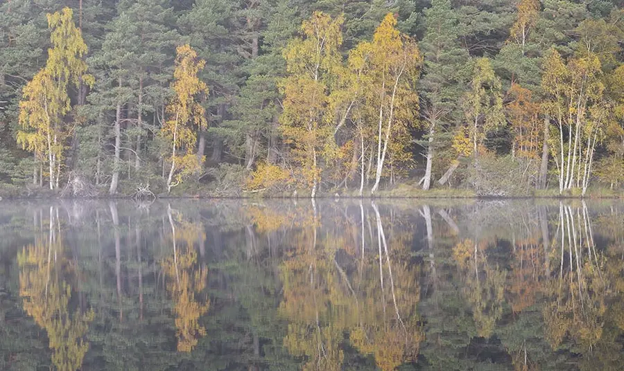A woodland next to a lake in autumn, with the bright autumn leaves reflected in the water