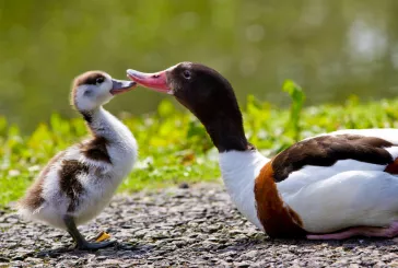 Two ducks touching beaks 