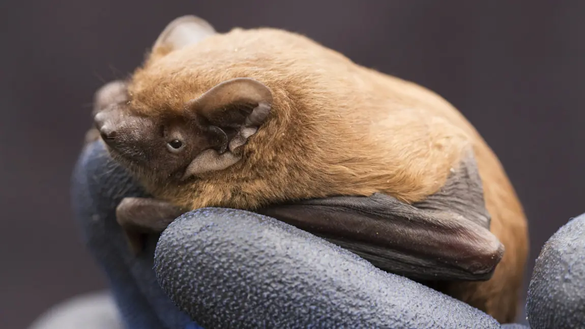 A Noctule bat
