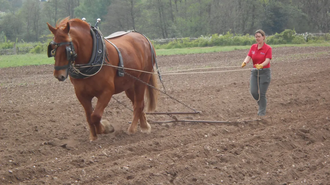 A woman ploughs with a Suffolk Punch horse