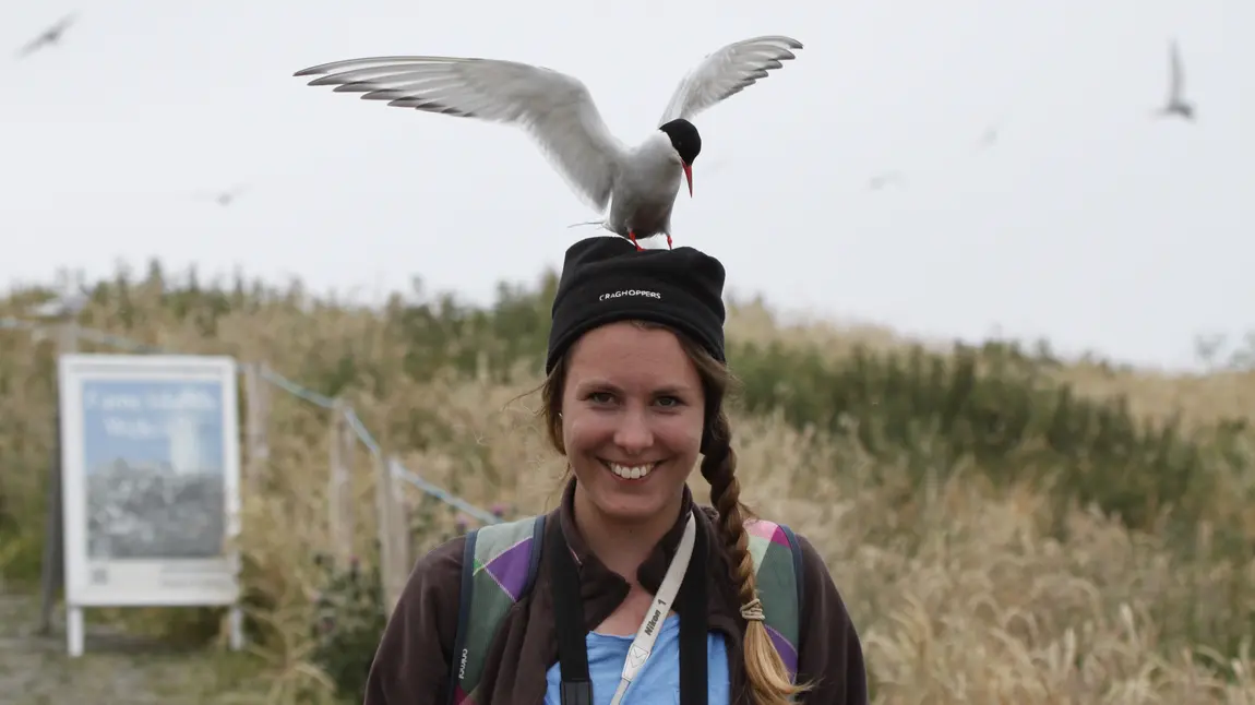 A Little tern sits on the head of a Coast Care volunteer