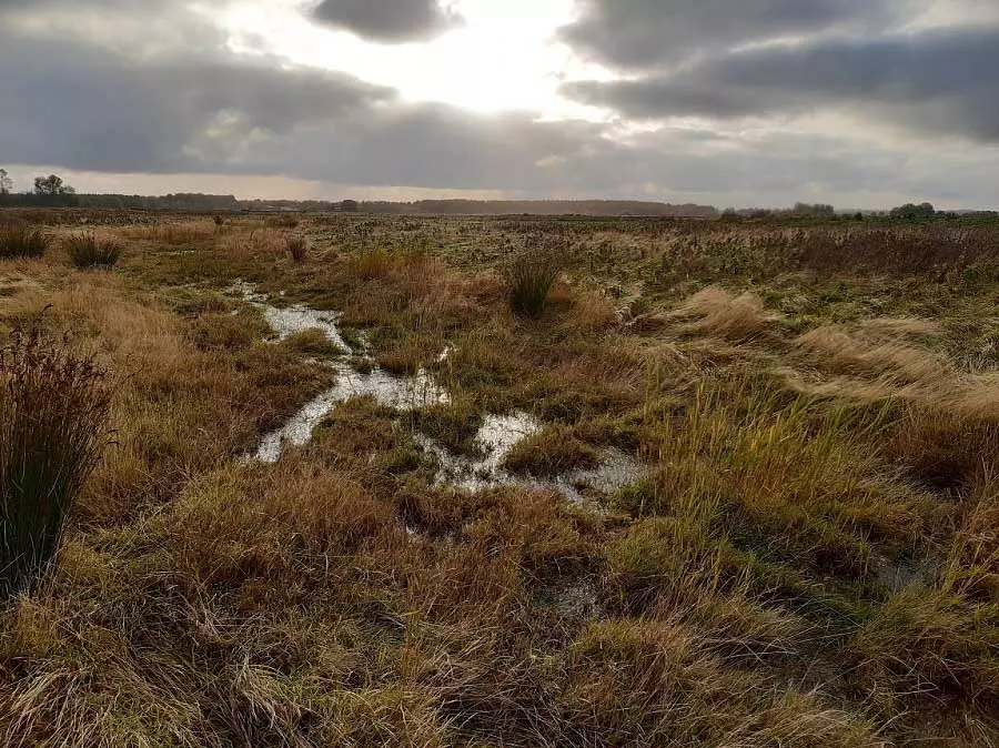 A marshy fen landscape on a cloudy day
